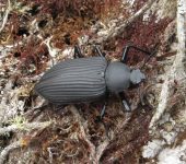 Mylaris sp. (Coleoptera: Tenebrionidae: Stenochiinae). 📷: Sebastián Berrío