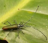 Disteniidae