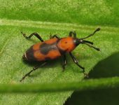 Rhodobaenus bicinctus (Coleoptera: Curculionidae: Dryophthorinae). 📷: Sebastián Berrío