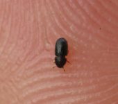 Broca del café - Hypothenemus hampei (Coleoptera: Curculionidae: Scolytinae). 📷: Sebastián Berrío