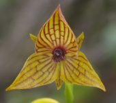 Telipogon sp. (Asparagales)