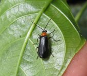 Silis sp. Silis sp. (Coleoptera: Cantharidae: Silinae). 📷: Sebastián Berrío