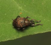 Larinosomus sp. (Coleoptera: Curculionidae: Hyperinae). 📷: Sebastián Berrío