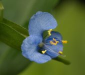 Commelina diffusa (Commelinales)