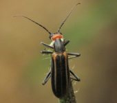 Escarabajos ampolleros - familia Meloidae - Bioexploradores