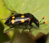 Escarabajos carroñeros - familia Silphidae - Bioexploradores