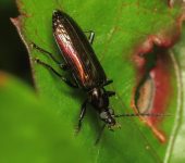 Statira sp. (Coleoptera: Tenebrionidae: Lagriinae). 📷: Sebastián Berrío
