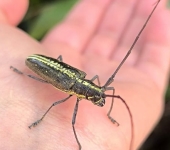 Taeniotes sp. (Insecta, Coleoptera, Cerambycidae, Lamiinae) - BIOCEUDEA