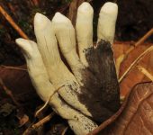Sordariomycetes Xylaria sp. (Sordariomycetes)