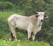 Artiodactyla Venados, borregos y otros - orden Artiodactyla - Bioexploradores
