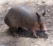 Dasypus novemcinctus - Armadillo de nueve bandas - Gurre - Foto Kelly Berrio