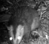 Didelphimorphia Didelphimorphia - Didelphis pernigra