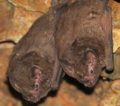 Chiroptera Chiroptera - Carollia sp. - Murciélagos