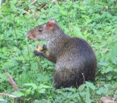 Rodentia Rodentia - Dasyprocta punctata - Foto: Jorge Cano