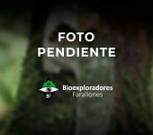 Lagomorpha Conejos y liebres - orden Lagomorpha - Bioexploradores