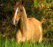 Perissodactyla Caballos, tapires y otros - orden Perissodactyla - Bioexploradores