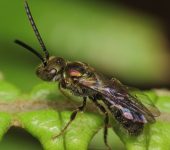 Halictidae (Abejas del sudor) - Hymenoptera