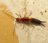 Forficulidae - Dermaptera