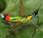 Paramastax sp. - Saltamontes payaso - Eumastacidae - Caelifera