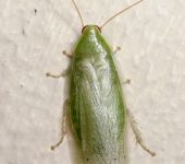 Blaberidae Panchlora sp. - Blaberidae - Blattodea - Foto Sebastián Berrío