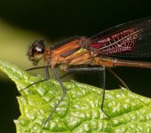 Calopterygidae - Hetaerina sp. - Foto: Sebastián Berrío