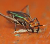 Phylloscyrtus sp. - Trigonidiidae - Orthoptera