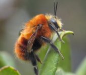 Bombus rubicundus - Apidae (Abejas y abejorros) - Hymenoptera
