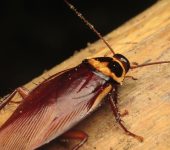 Blattidae Periplaneta australasiae - Blattidae - Blattodea - Foto Jorge Cano