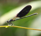 Polythoridae - Polythore gigantea - Foto Sebastián Berrío