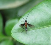 Braconidae - Hymenoptera