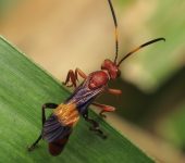 Compsocryptus sp. - Ichneumonidae - Hymenoptera
