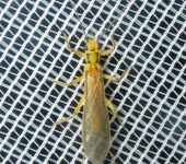 Perlidae - Anacroneuria sp. - Foto Sebastián Berrío