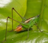 Tettigoniidae - Orthoptera