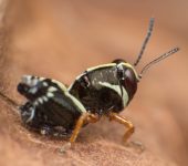 Acrididae - Aidemona azteca - Saltamontes de antenas cortas - Caelifera