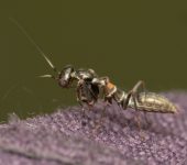 Acanthopidae - Mantodea