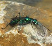 Ampulex sp. - Ampulicidae (Avispas caza cucarachas) - Hymenoptera