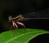 Heteropodagrion sp. (Insecta, Odonata, Heteragrionidae)