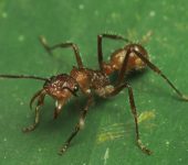 Formicidae - Hormigas - Hymenoptera