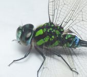 Familia Aeshnidae - Rhionaeschna sp. - Foto: Sebastián Berrío