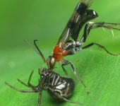 Pompilidae (Avispas caza arañas) - Hymenoptera