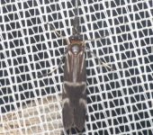 Calamoceratidae Phylloicus sp. (Calamoceratidae), Trichoptera