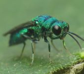 Chrysididae (Avispas cuco) - Hymenoptera