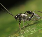 Evaniidae - (Avispas insignia) - Hymenoptera