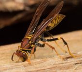 Vespidae (Avispones y avispas de papel) - Hymenoptera