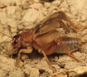 Gryllidae - Grillos verdaderos - Orthoptera