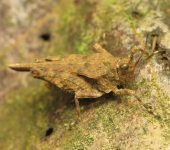 Allotettix sp. - Tetrigidae - Caelifera
