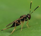 Lelaps sp. - Diparidae - Hymenoptera