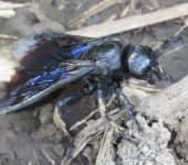 Scoliidae (Avispas caza escarabajos) - Hymenoptera