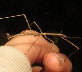Diapheromeridae Libethra sp. (Diapheromeridae) - Phasmida