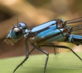 Coenagrionidae - Argia sp. - Foto Sebastián Berrí